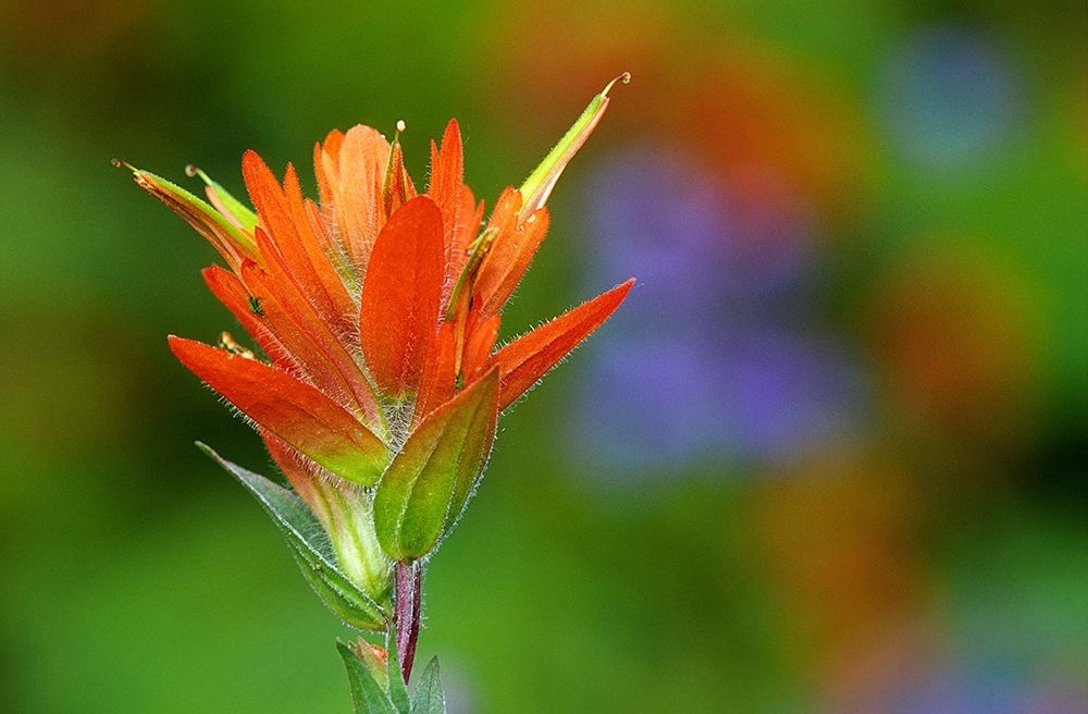 Canada-British Columbia-Valemount Indian paintbrush flower close-up art print by Jaynes Gallery for $57.95 CAD